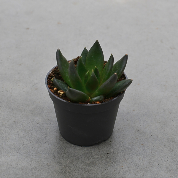 Echeveria 'Dark Rose'