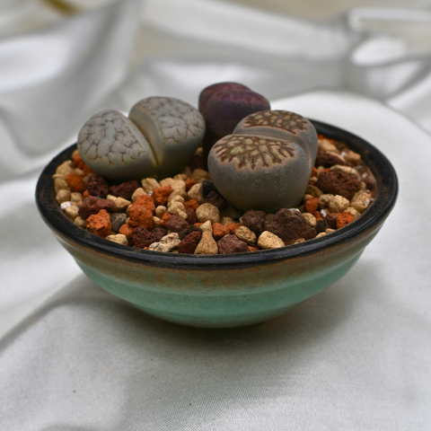 Lithops en pot décoratif