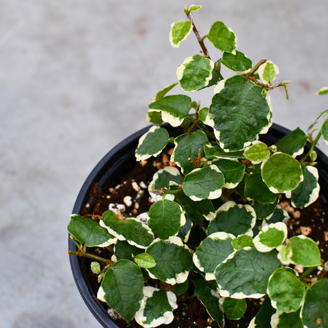 Ficus pumila  f. variegata