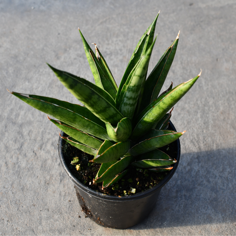 Sansevieria 'Gojo'