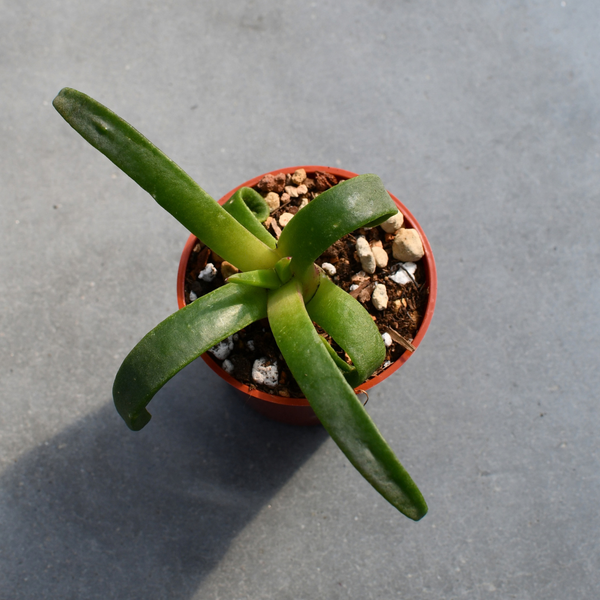 Glottiphylum cf. longum