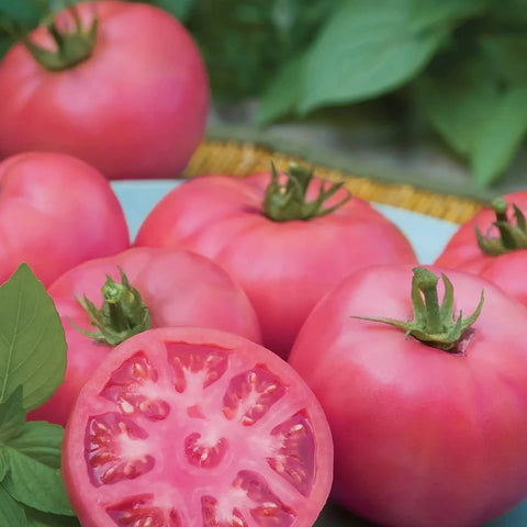 ROSAMUNDE F1 Hybrid Pink Tomato Seeds