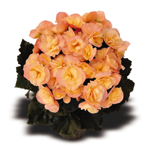 Begonia Reiger Dragon Sunset (Pêche)