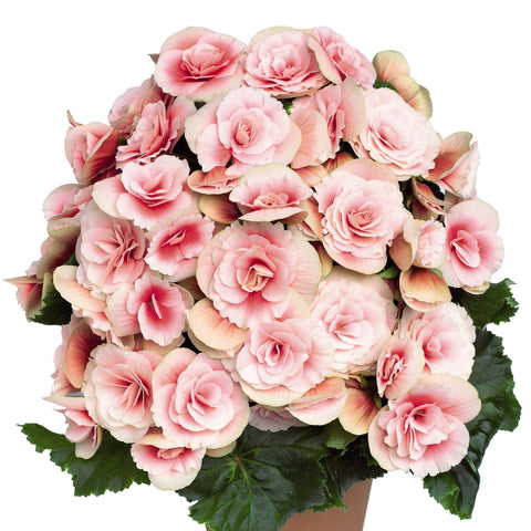 Begonia Reiger Borias (Rose pâle)