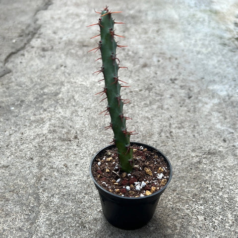 Euphorbia cuprispina