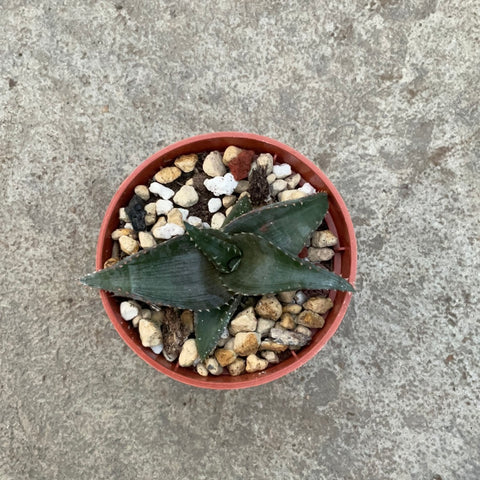 Aloe imalotensis