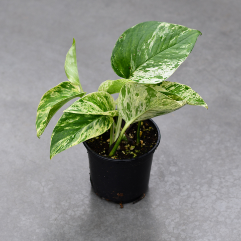 Epipremnum aureum 'Marble Queen'