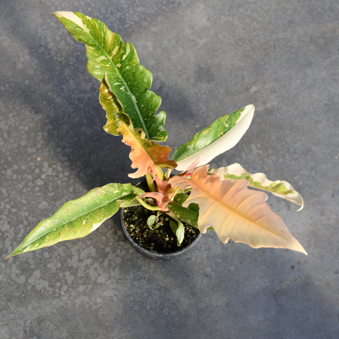 Philodendron 'Ring of Fire'