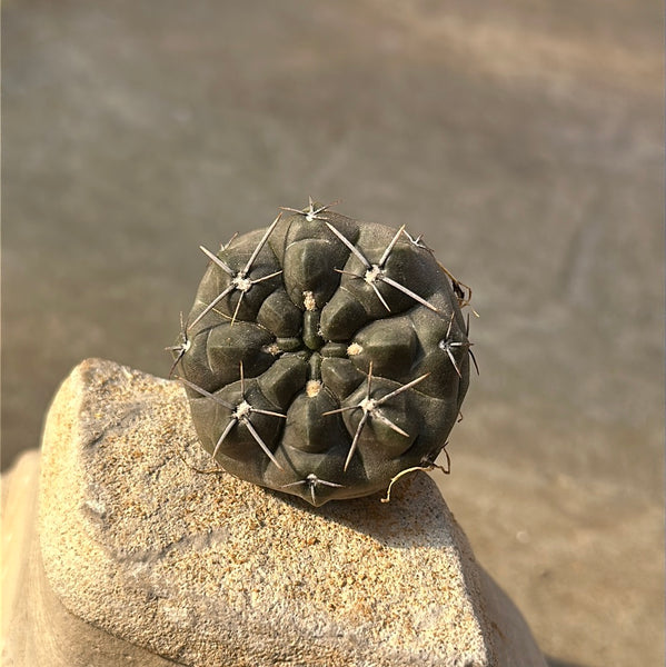 Gymnocalycium chubutense – Serres Lavoie
