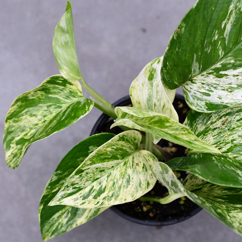 Epipremnum aureum 'Marble Queen'