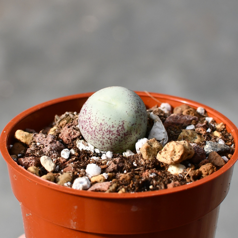 Conophytum calculus