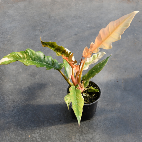 Philodendron 'Ring of Fire'