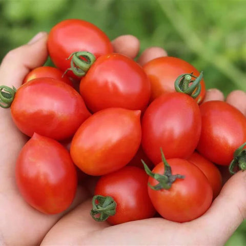 Semences de Tomate de Plein Champ à Pollinisation Libre DALIDA