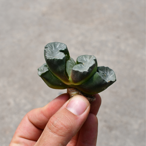 Haworthia truncata 'Bai Ya'