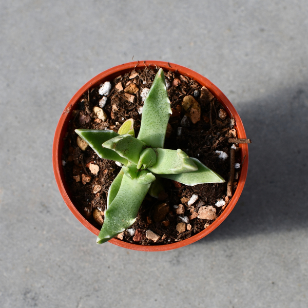 Faucaria paucidens