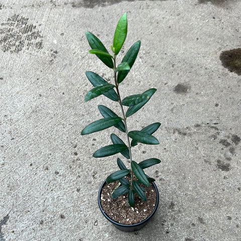 Olea europaea 'Arbequina' (Olive tree) 