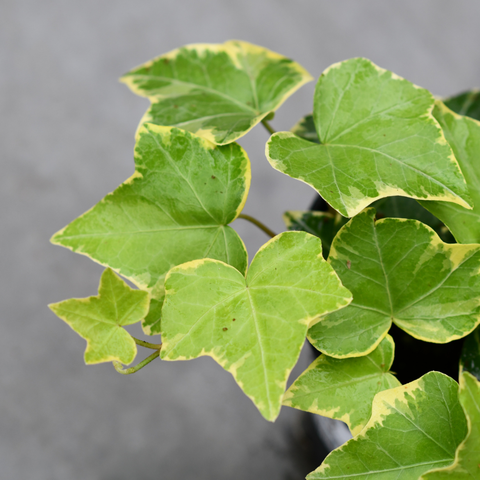 Hedera helix 'Goldchild'