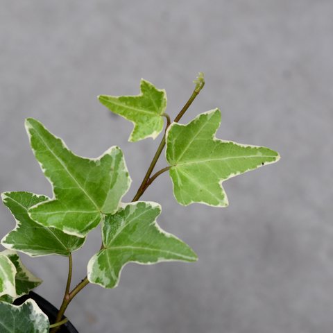 Hedera helix 'Mona Lisa'
