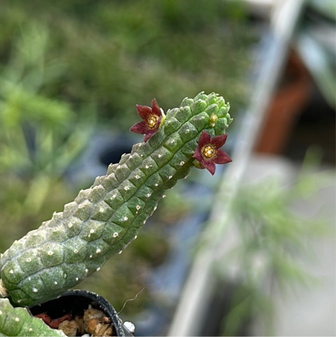 Echidnopsis cereiformis var. brunnea 