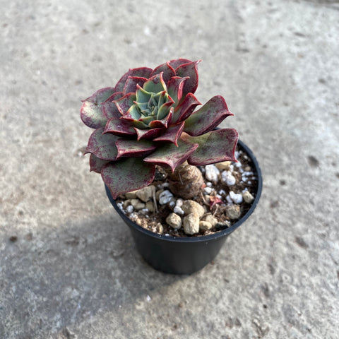 Echeveria Longissima