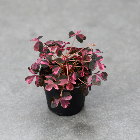 Oxalis vulcanicola 'Plum Crazy'
