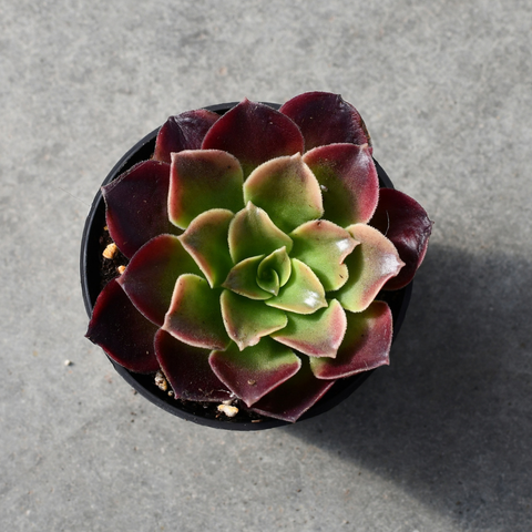 Aeonium 'Superbang'
