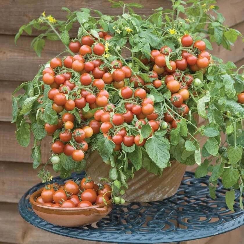 Hybrid Cherry Tomato seeds BALCONY RED F1