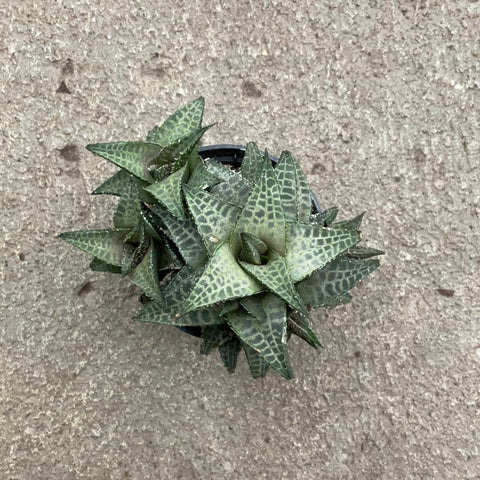 venosa succulent Haworthia venosa tessalata – Serres Lavoie