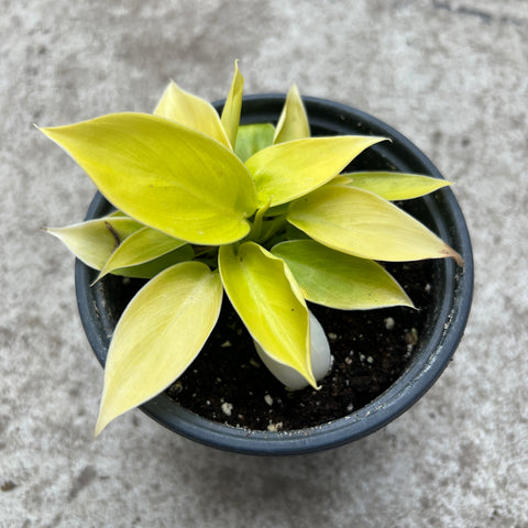 philodendron imperial gold care Philodendron 'Imperial Gold' – Serres Lavoie