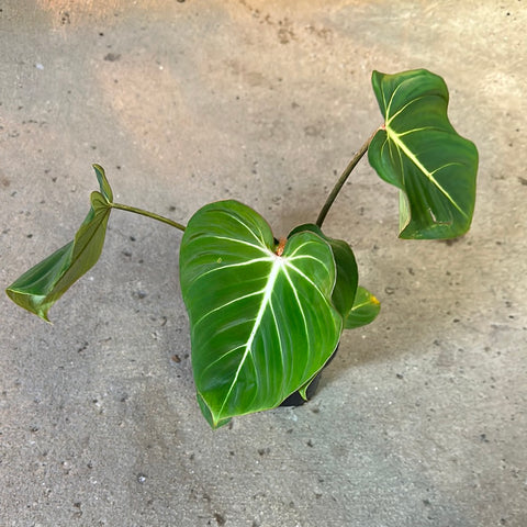 philodendron glorious hybrid Philodendron 'Glorious' – Serres Lavoie