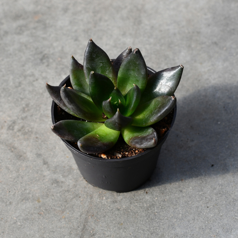 Echeveria 'Dark Rose'