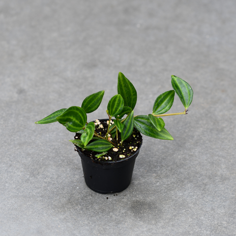 Peperomia 'angulata'