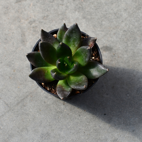 Echeveria 'Dark Rose'