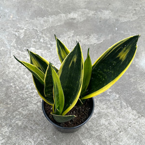 Open image in slideshow, Sansevieria gold flame
