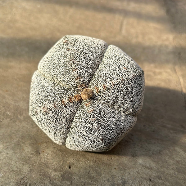 Astrophytum myriostigma cv. Onzuka quadricostatum – Serres Lavoie