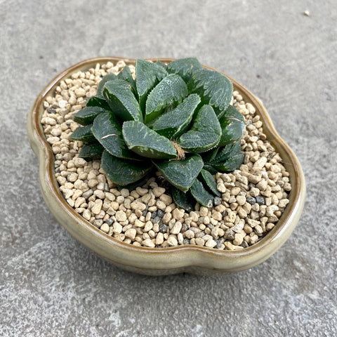 Haworthia truncata / maughanii hybrid with decorative pot