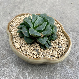 Open image in slideshow, Haworthia truncata / maughanii hybrid with decorative pot
