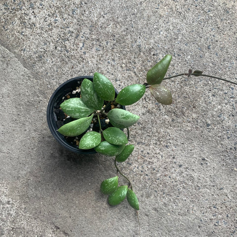 Hoya brevialata splash