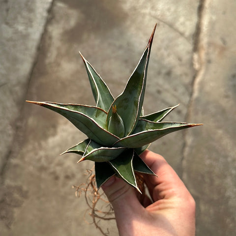 Sansevieria pinguicula 