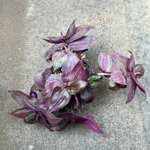 Tradescantia zebrina var. mollipila 'Purple Plush'