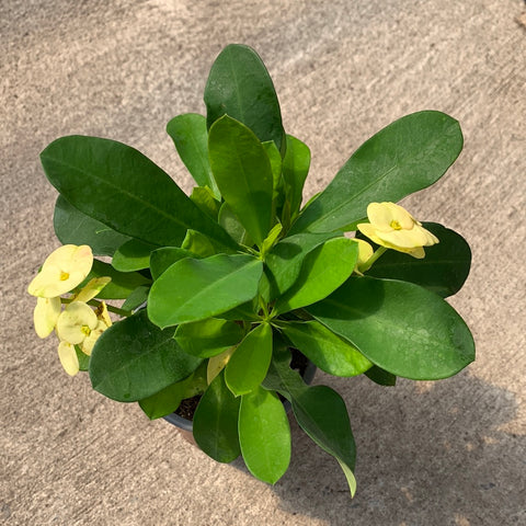 Euphorbia milii 'Dinni' 