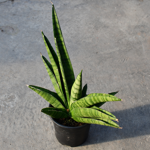 Sansevieria 'Rockman'