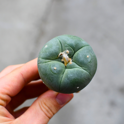 Lophophora fricii
