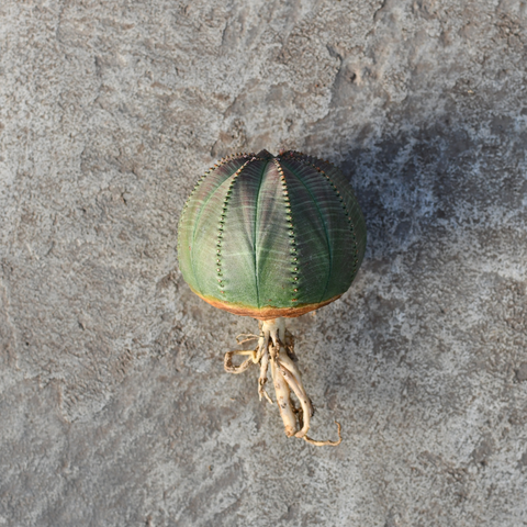 Euphorbia obesa 