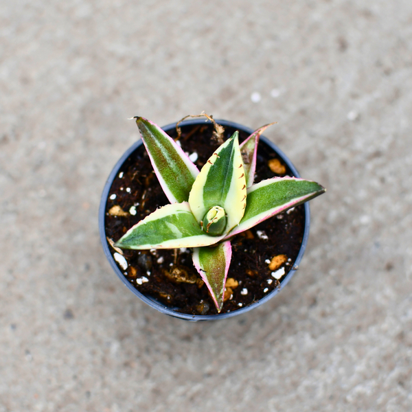 Agave titanota 'Snaggle Tooth' – Serres Lavoie Agave titanota 'Snaggle Tooth' – Serres Lavoie
