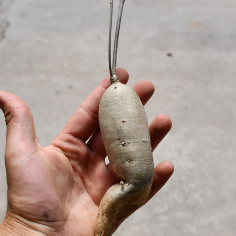 Euphorbia hedyotoides