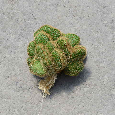 Hildewintera aureispina f. cristata