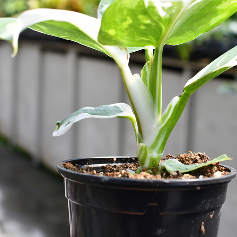 Philodendron punctata