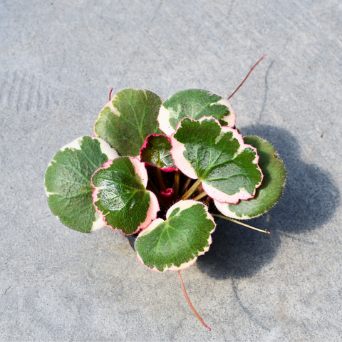 Saxifraga stolonifera ‘Tricolor’