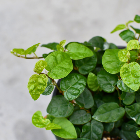 Ficus pumila